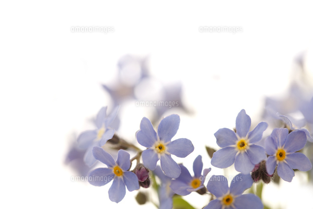 ワスレナグサ の写真素材 イラスト素材 アマナイメージズ