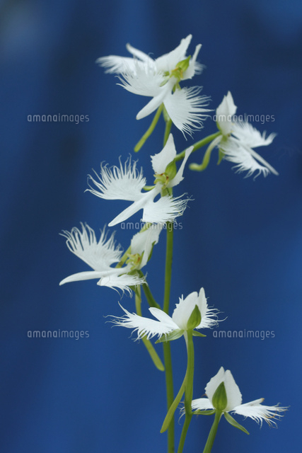 サギソウ の写真素材 イラスト素材 アマナイメージズ サギソウ の写真素材 イラスト素材 アマナイメージズ