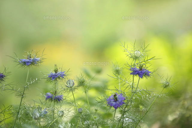 にげらページ ニゲラ[10274009651]の写真・イラスト素材｜アマナイメージズ