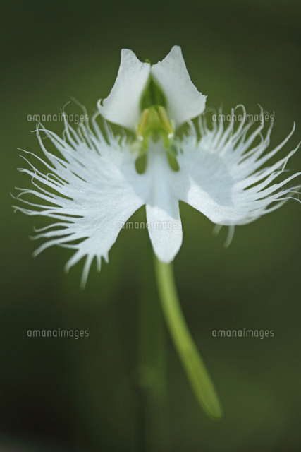 サギソウ の写真素材 イラスト素材 アマナイメージズ サギソウ の写真素材 イラスト素材 アマナイメージズ