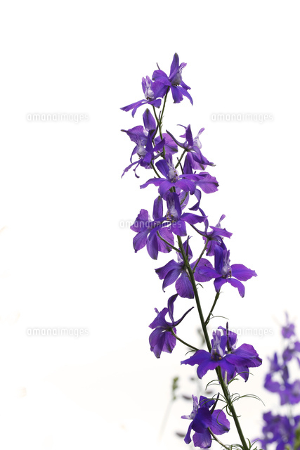 ラークスパー の写真素材 イラスト素材 アマナイメージズ