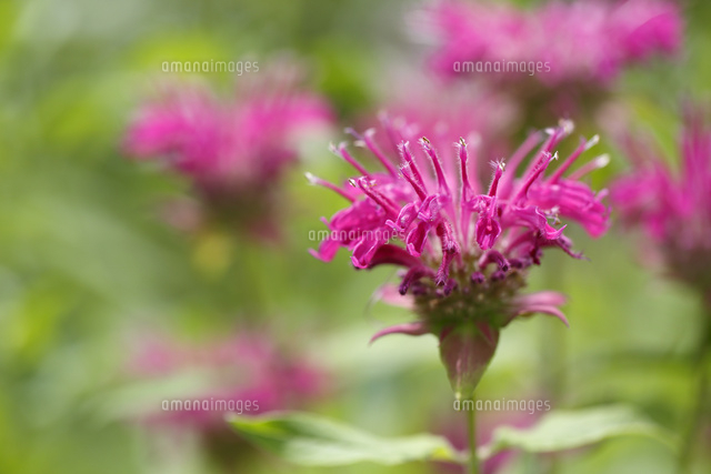 ベルガモット の写真素材 イラスト素材 アマナイメージズ