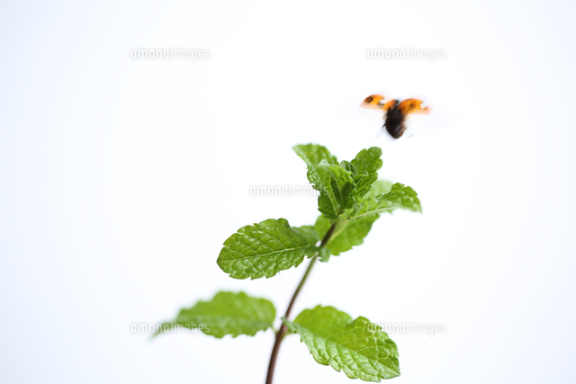 ミントとてんとう虫 の写真素材 イラスト素材 アマナイメージズ