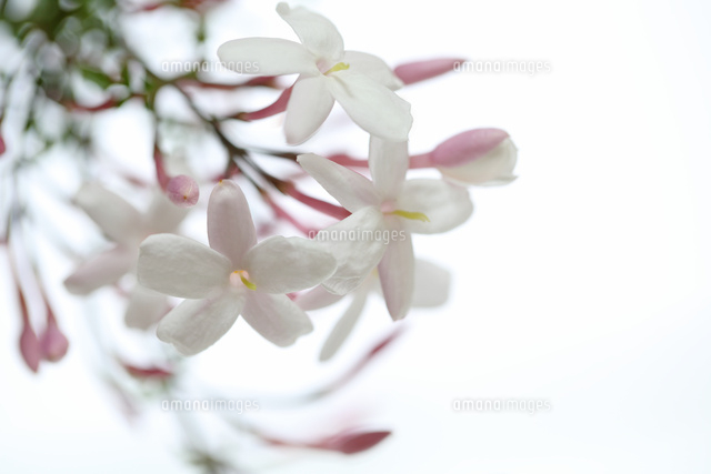 ジャスミン の写真素材 イラスト素材 アマナイメージズ