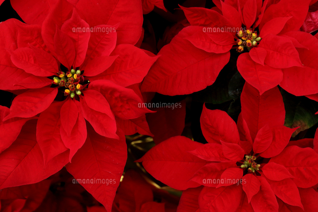 ポインセチア の写真素材 イラスト素材 アマナイメージズ ポインセチア の写真素材 イラスト素材 アマナイメージズ