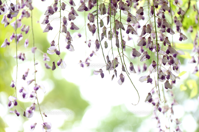 フジ の写真素材 イラスト素材 アマナイメージズ