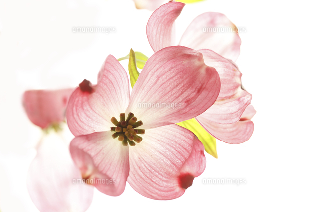 ハナミズキ の写真素材 イラスト素材 アマナイメージズ