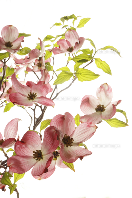 ハナミズキ の写真素材 イラスト素材 アマナイメージズ ハナミズキ の写真素材 イラスト素材 アマナイメージズ