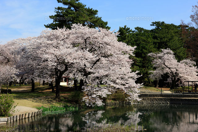 敷島公園のボート池と桜 の写真素材 イラスト素材 アマナイメージズ