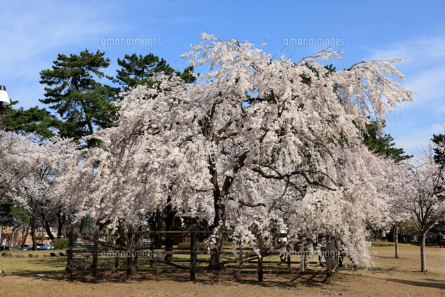 敷島公園の桜 の写真素材 イラスト素材 アマナイメージズ 敷島公園の桜 の写真素材 イラスト素材 アマナイメージズ