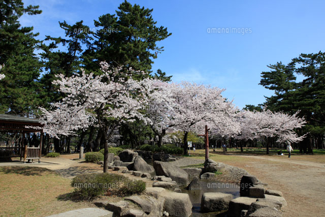敷島公園の桜 の写真素材 イラスト素材 アマナイメージズ