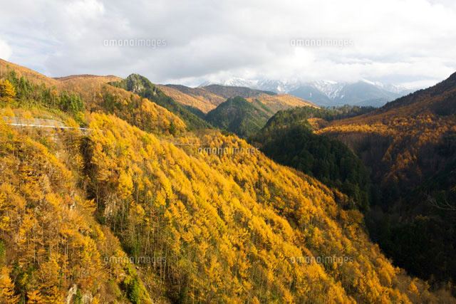 カラマツの紅葉 御岳パノラマライン の写真素材 イラスト素材 アマナイメージズ