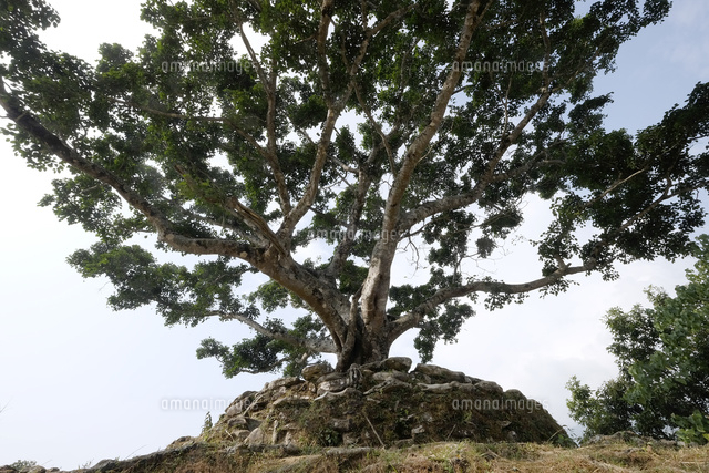 菩提樹の大木 の写真素材 イラスト素材 アマナイメージズ
