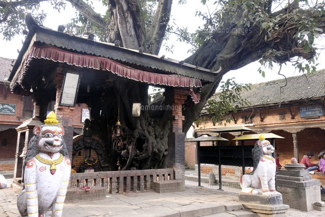 菩提樹の大木の祠 の写真素材 イラスト素材 アマナイメージズ 菩提樹の大木の祠 の写真素材 イラスト素材 アマナイメージズ