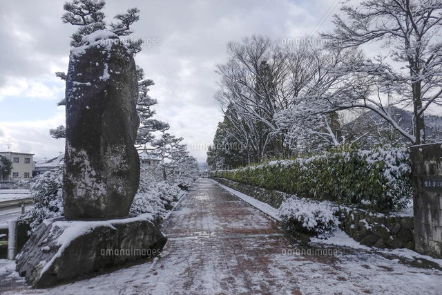 雪の積もった松の木と雪吊り[10277007740]の写真・イラスト素材