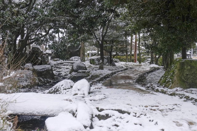 雪の積もった松の木と雪吊り[10277007740]の写真・イラスト素材