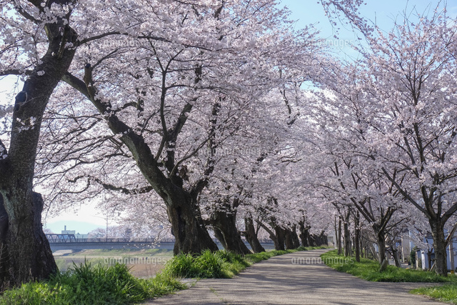 足羽川の桜並木[10277007928]の写真・イラスト素材｜アマナイメージズ