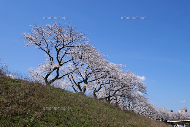 足羽川の桜並木[10277007928]の写真・イラスト素材｜アマナイメージズ