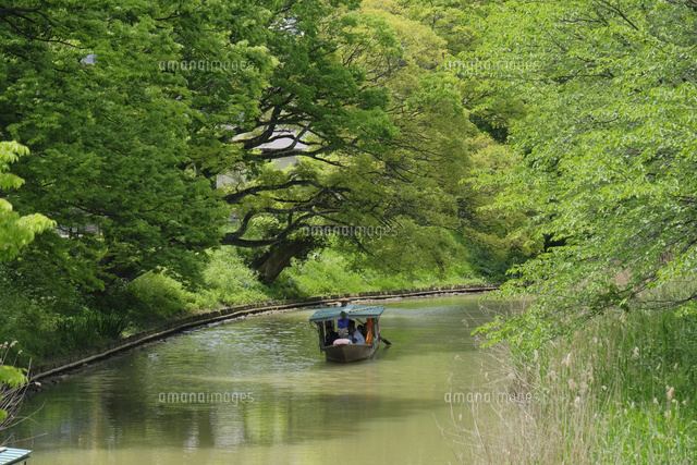 大聖寺川流し舟 の写真素材 イラスト素材 アマナイメージズ 大聖寺川流し舟 の写真素材 イラスト素材 アマナイメージズ