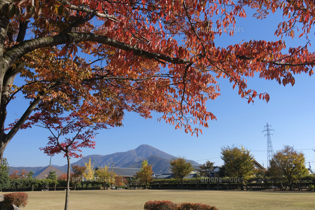 紅葉の木と日野山 の写真素材 イラスト素材 アマナイメージズ 紅葉の木と日野山 の写真素材 イラスト素材 アマナイメージズ