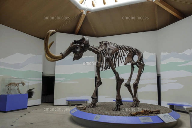 マンモスの牙と他の骨[10277010548]の写真・イラスト素材｜アマナ