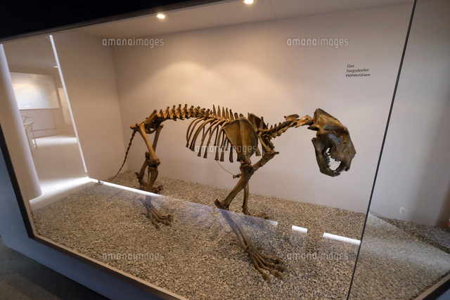 骨の写真素材 ストックフォト アマナイメージズ