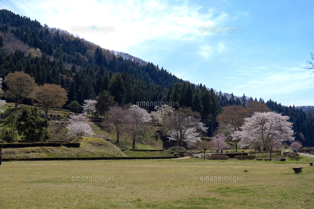 一乗谷朝倉氏遺跡の桜 の写真素材 イラスト素材 アマナイメージズ