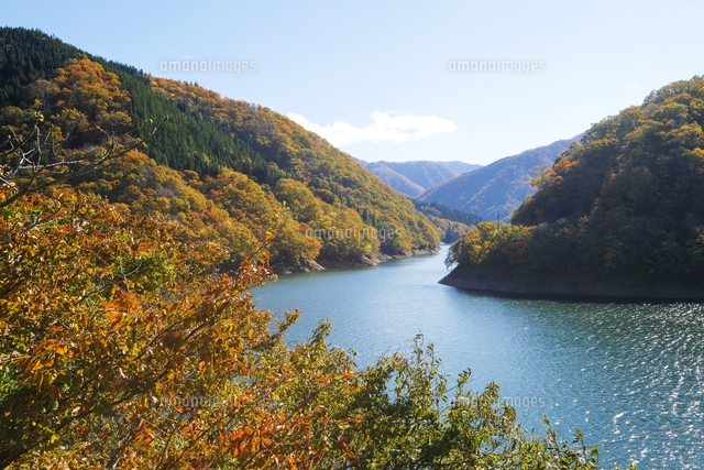 九頭竜湖の紅葉 の写真素材 イラスト素材 アマナイメージズ