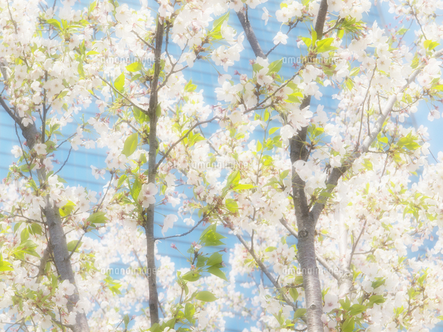 桜と葉桜 の写真素材 イラスト素材 アマナイメージズ