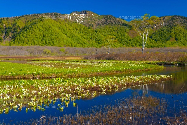 【真作】絵画　小暮成起　日本画4号　尾瀬が原　白樺と水芭蕉の咲く湿原　X102 小暮真望 シルクスクリーン 「水芭蕉と尾瀬ヶ原」 - メルカリ