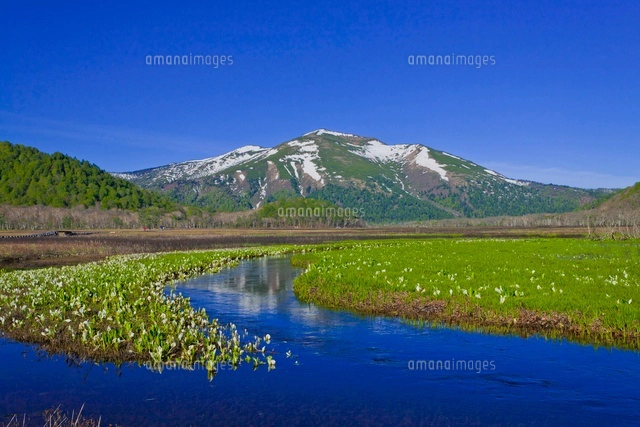 【真作】絵画　小暮成起　日本画4号　尾瀬が原　白樺と水芭蕉の咲く湿原　X102 小暮真望 シルクスクリーン 「水芭蕉と尾瀬ヶ原」 - メルカリ