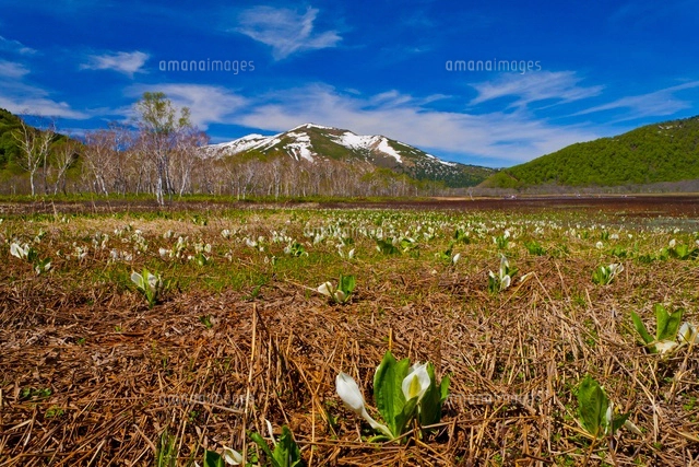 【真作】絵画　小暮成起　日本画4号　尾瀬が原　白樺と水芭蕉の咲く湿原　X102 尾瀬 アーカイブ - 版画家 小暮真望