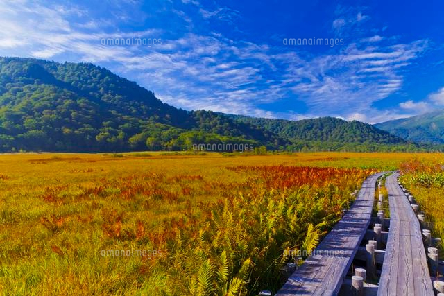 尾瀬の草紅葉 の写真素材 イラスト素材 アマナイメージズ