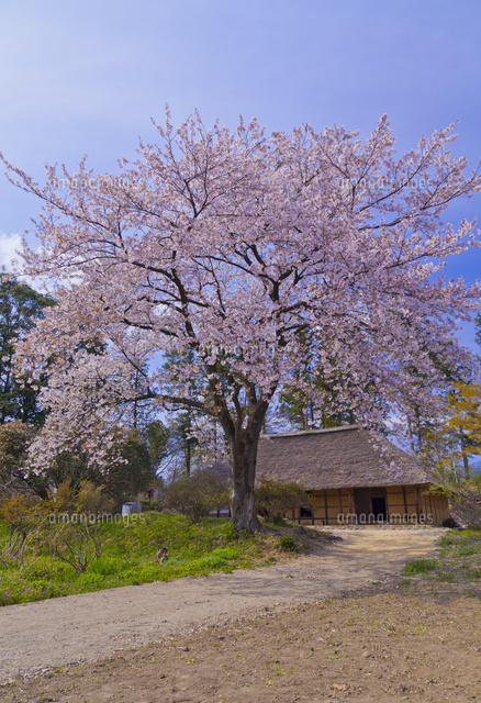 阿久沢家住宅の桜[10282004593]の写真素材・イラスト素材｜アマナ 