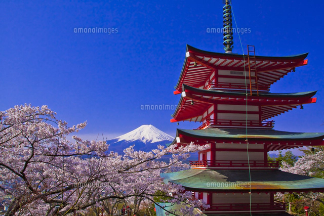 新倉山浅間神社の鳥居と富士山と桜[10282004720]の写真・イラスト素材