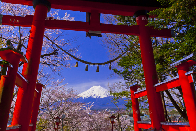 新倉山浅間神社の鳥居と富士山と桜[10282004720]の写真・イラスト素材