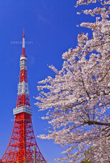 東京タワーと桜[10282005333]の写真・イラスト素材｜アマナイメージズ