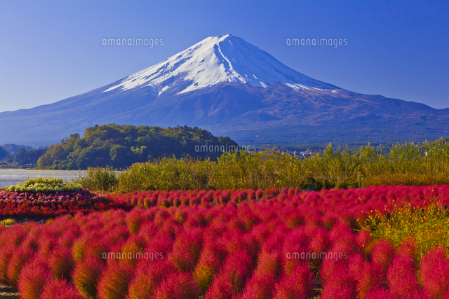 大石公園のコキアの紅葉と富士山 の写真素材 イラスト素材 アマナイメージズ