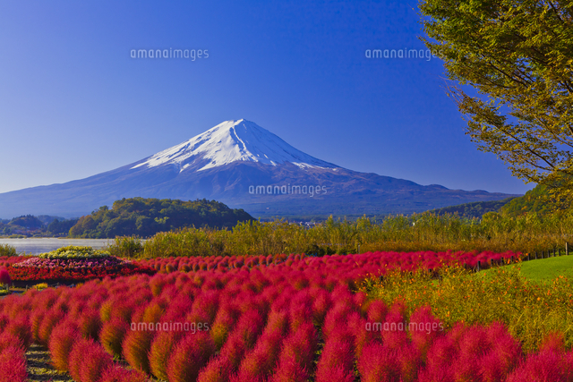 大石公園のコキアの紅葉と富士山 の写真素材 イラスト素材 アマナイメージズ