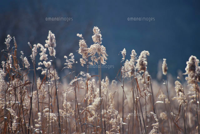 芦の花 の写真素材 イラスト素材 アマナイメージズ