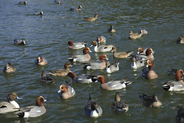コガモやマガモの水鳥 の写真素材 イラスト素材 アマナイメージズ