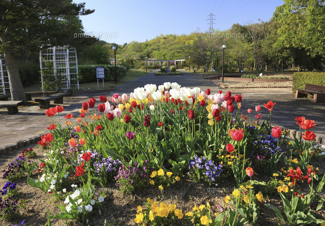 近江富士花緑公園チューリップ畑 の写真素材 イラスト素材 アマナイメージズ