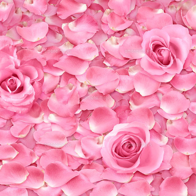 一面のピンクのバラと花びら の写真素材 イラスト素材 アマナイメージズ