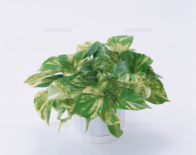 観葉植物 ポトス の写真素材 イラスト素材 アマナイメージズ