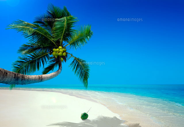 椰子の木と椰子の実 の写真素材 イラスト素材 アマナイメージズ