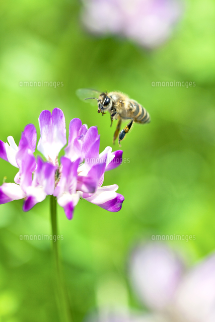 ミツバチ レンゲ の写真素材 イラスト素材 アマナイメージズ