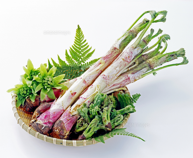 うどとたらの芽とふきのとう の写真素材 イラスト素材 アマナイメージズ