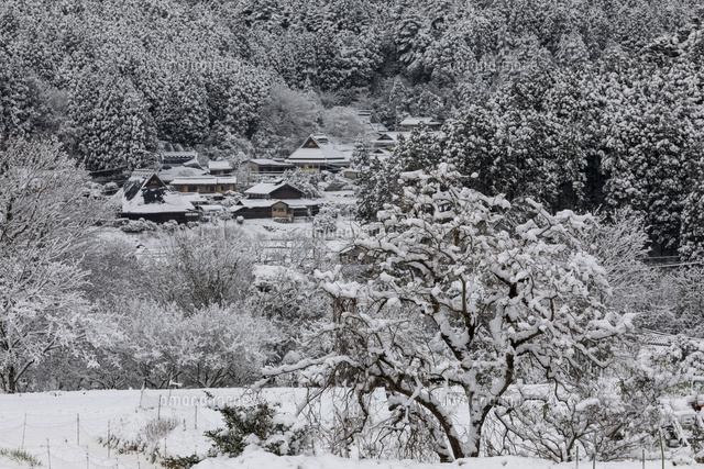 大原の里 雪景色 の写真素材 イラスト素材 アマナイメージズ