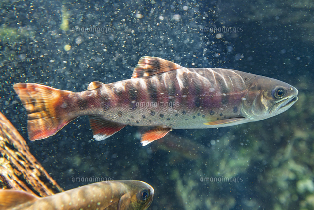 アマゴ の写真素材 イラスト素材 アマナイメージズ