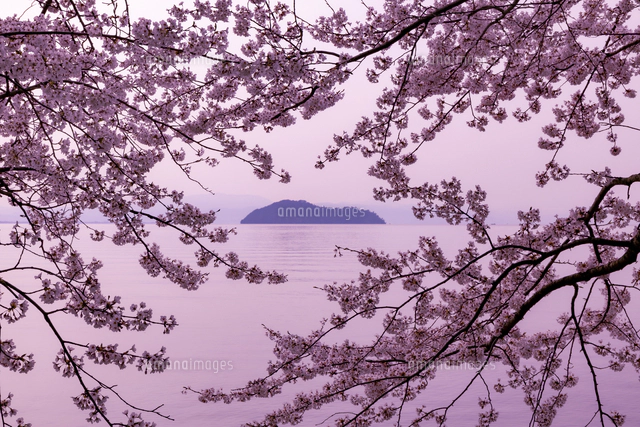 海津大崎の桜[10285003958]の写真・イラスト素材｜アマナイメージズ